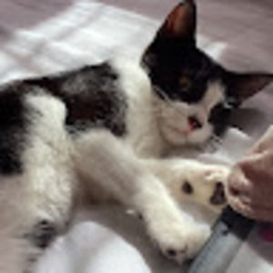 Meet your Posher, Genesis